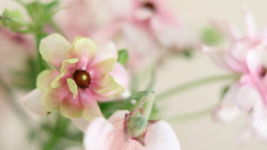優しさに気づけとき、人生がふわっと柔らかくなった